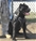 Multi Ch. Marneo - Triola Cane Corso