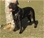 Multi Ch. Marneo - Triola Cane Corso