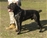 Multi Ch. Marneo - Triola Cane Corso