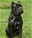 Multi Ch. Marneo - Triola Cane Corso