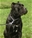 Multi Ch. Marneo - Triola Cane Corso