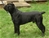 Multi Ch. Marneo - Triola Cane Corso