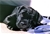 Brethil detta Temi - Triola Cane Corso