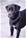 Brethil detta Temi - Triola Cane Corso