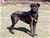 Brethil detta Temi - Triola Cane Corso