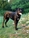 Brethil detta Temi - Triola Cane Corso