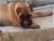 Aristotele - Triola Cane Corso