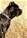 Astaldo - Triola Cane Corso