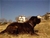 Balin detto Penna Bianca - Triola Cane Corso