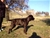 Balin detto Penna Bianca - Triola Cane Corso