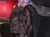 Ch. Balrog detto Eros - Triola Cane Corso