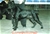  Ch. Balrog detto Eros - Triola Cane Corso