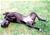 Ch. Ripr.Belhtil detta Scully - Triola Cane Corso
