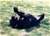 Ch. Ripr.Belhtil detta Scully - Triola Cane Corso