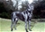 Ch. Ripr.Belhtil detta Scully - Triola Cane Corso