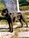 Ch. Ripr.Belhtil detta Scully - Triola Cane Corso