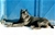 Belthil 2 detta Dharma - Triola Cane Corso