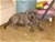 Halzo - Triola Cane Corso