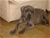 Halzo - Triola Cane Corso