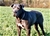 Lilla - Triola Cane Corso