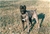 Multi Ch. Nestore - Triola Cane Corso