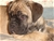 Cucciolo