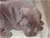 Cucciolo