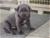 Cucciolo