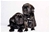 Foto - Triola cane corso