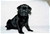 Foto - Triola cane corso