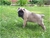 Foto - Triola cane corso