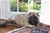 Foto - Triola cane corso