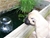 Foto - Triola cane corso