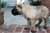 Foto - Triola cane corso