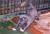 Foto - Triola cane corso