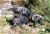 Foto - Triola cane corso
