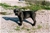 Foto - Triola cane corso