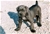 Foto - Triola cane corso