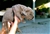 Foto - Triola cane corso