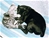 Foto - Triola cane corso