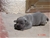 Foto - Triola cane corso