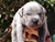 Foto - Triola cane corso