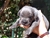 Foto - Triola cane corso