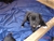 Foto - Triola cane corso