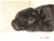 Foto - Triola cane corso
