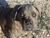 Foto - Triola cane corso