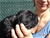 Foto - Triola cane corso