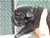 Foto - Triola cane corso