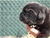Foto - Triola cane corso