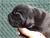 Foto - Triola cane corso